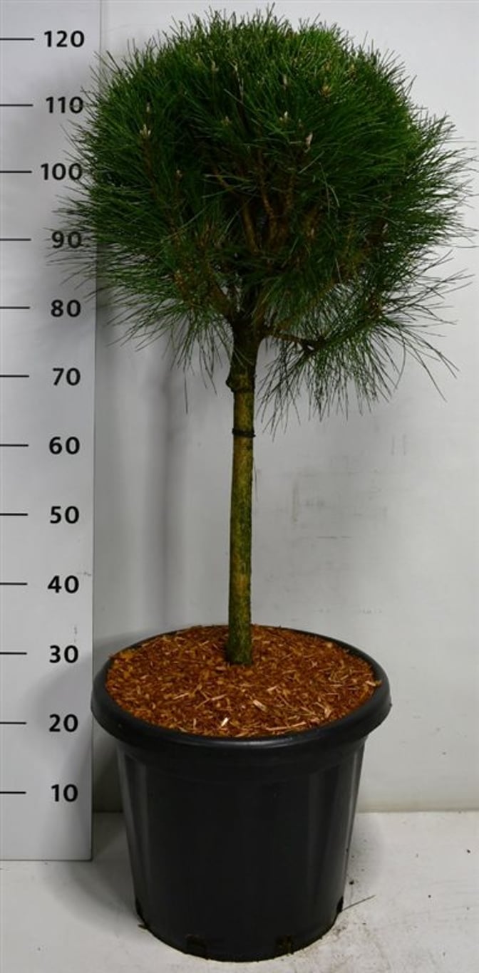 Pinus nigra 'Summer Breeze' - 40 CM Stem Cont.